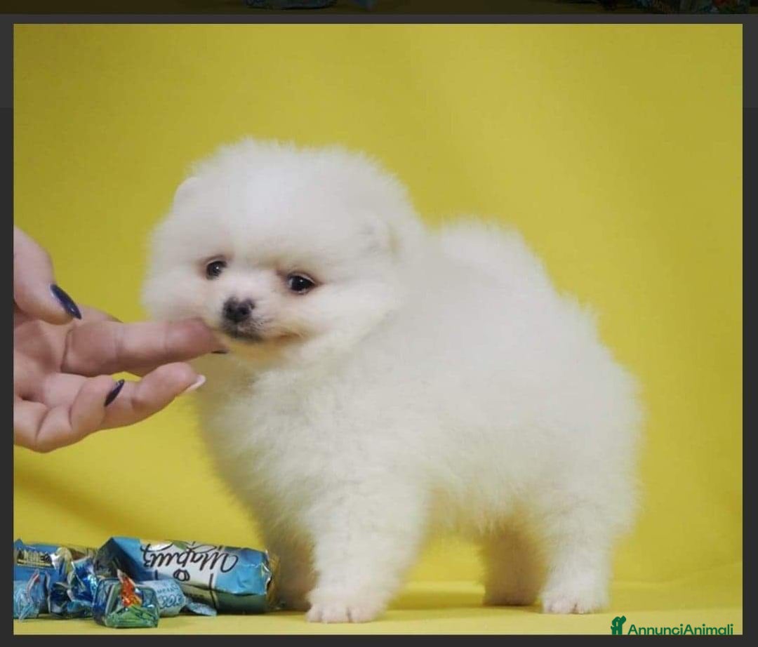 Immagine della galleria {{count}}