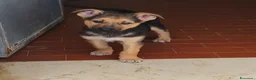 Meticcio cani in regalo: Koda è rimasto solo - Annuncio 6