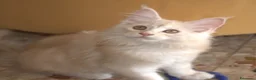 Maine Coon gatti in vendita: Femminucce Maine coon  - Annuncio 8