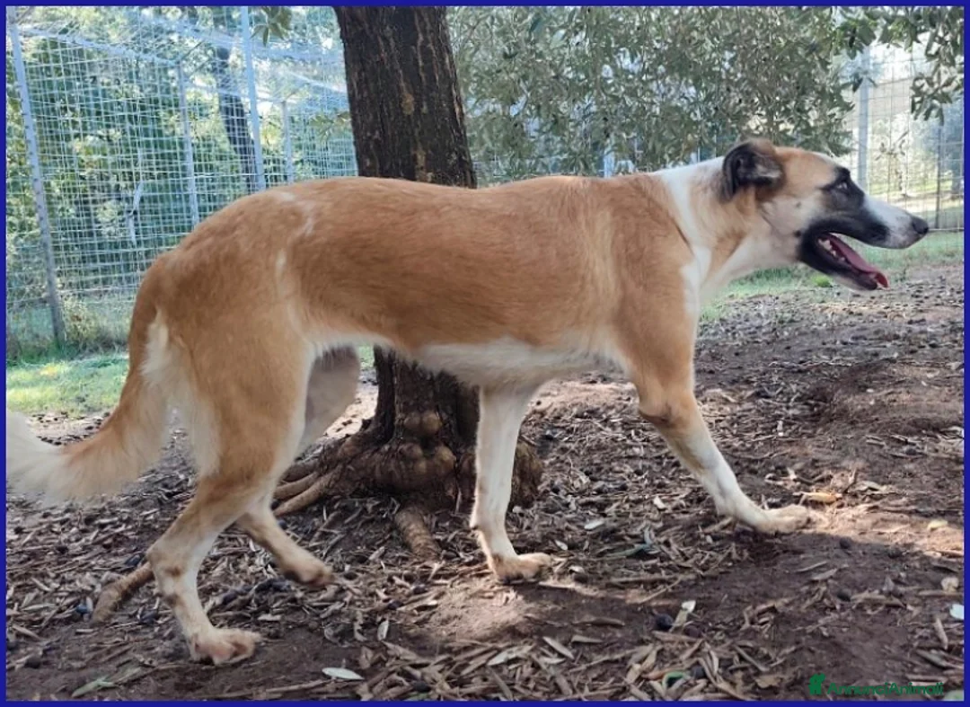Meticcio cani in regalo: NORMA, GIOVANE CAGNOLINA - Annuncio 8