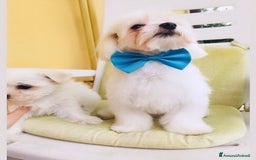 Maltese cani in vendita: Maltese Toy  a Provincia di Bergamo - Immagine 4