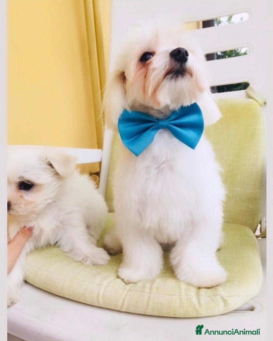 Maltese cani in vendita: Maltese Toy  a Provincia di Bergamo - Immagine 4