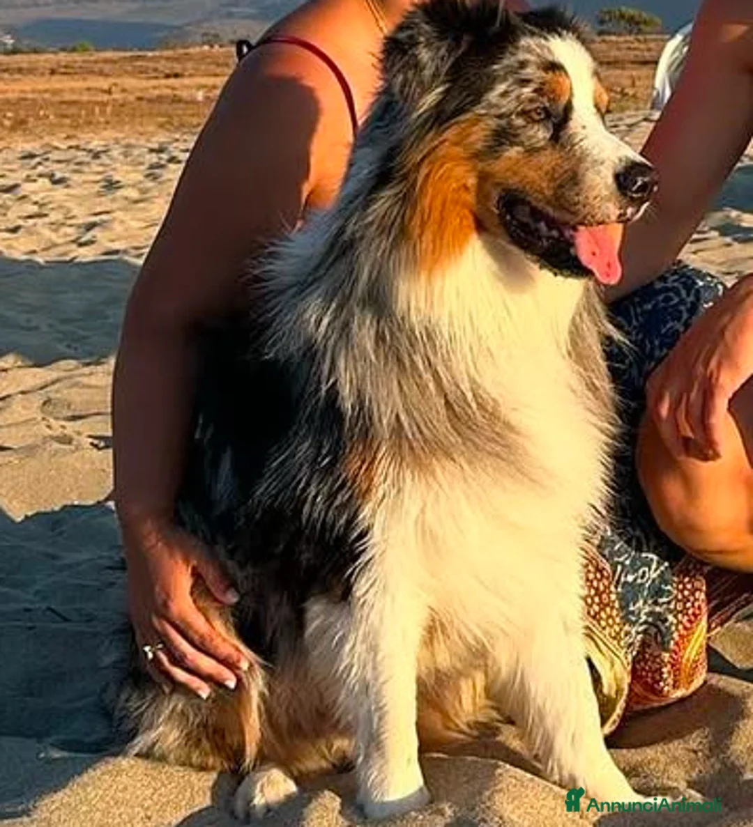 Australian Shepherd cani per accoppiamento: Romeo australian shepherd blu merle per monte  a Provincia di Mantova - Annuncio 3