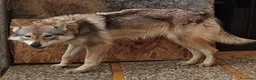 Lupo Cecoslovacco cani in vendita: Lupo cecoslovacco  a Provincia di Pisa - Annuncio 10