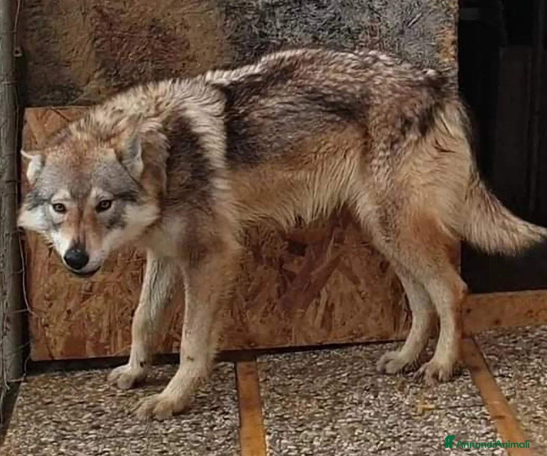 Lupo Cecoslovacco cani in vendita: Lupo cecoslovacco  a Provincia di Pisa - Annuncio 10