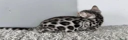 Bengala gatti in vendita: Splendidi cuccioli di bengala - Annuncio 5