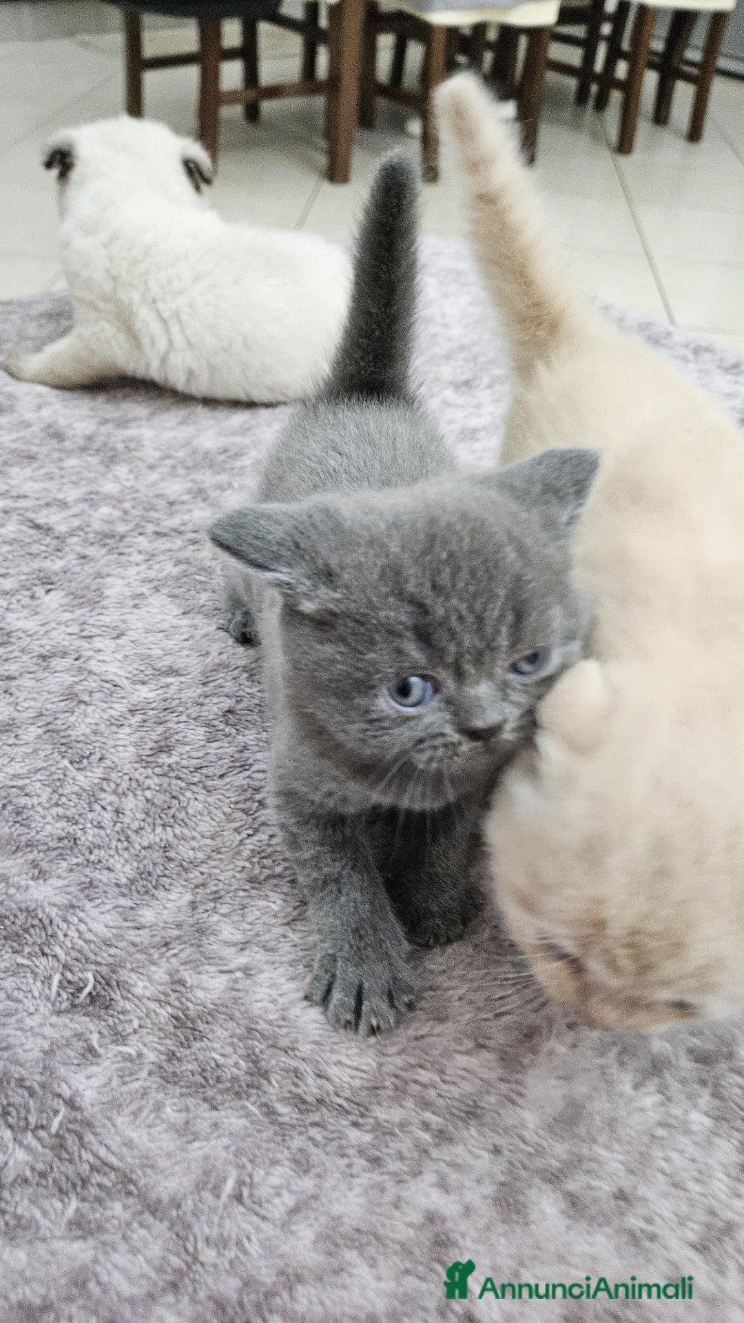 British gatti in vendita: Schottich Fold e Scottich Straight  - Annuncio 5