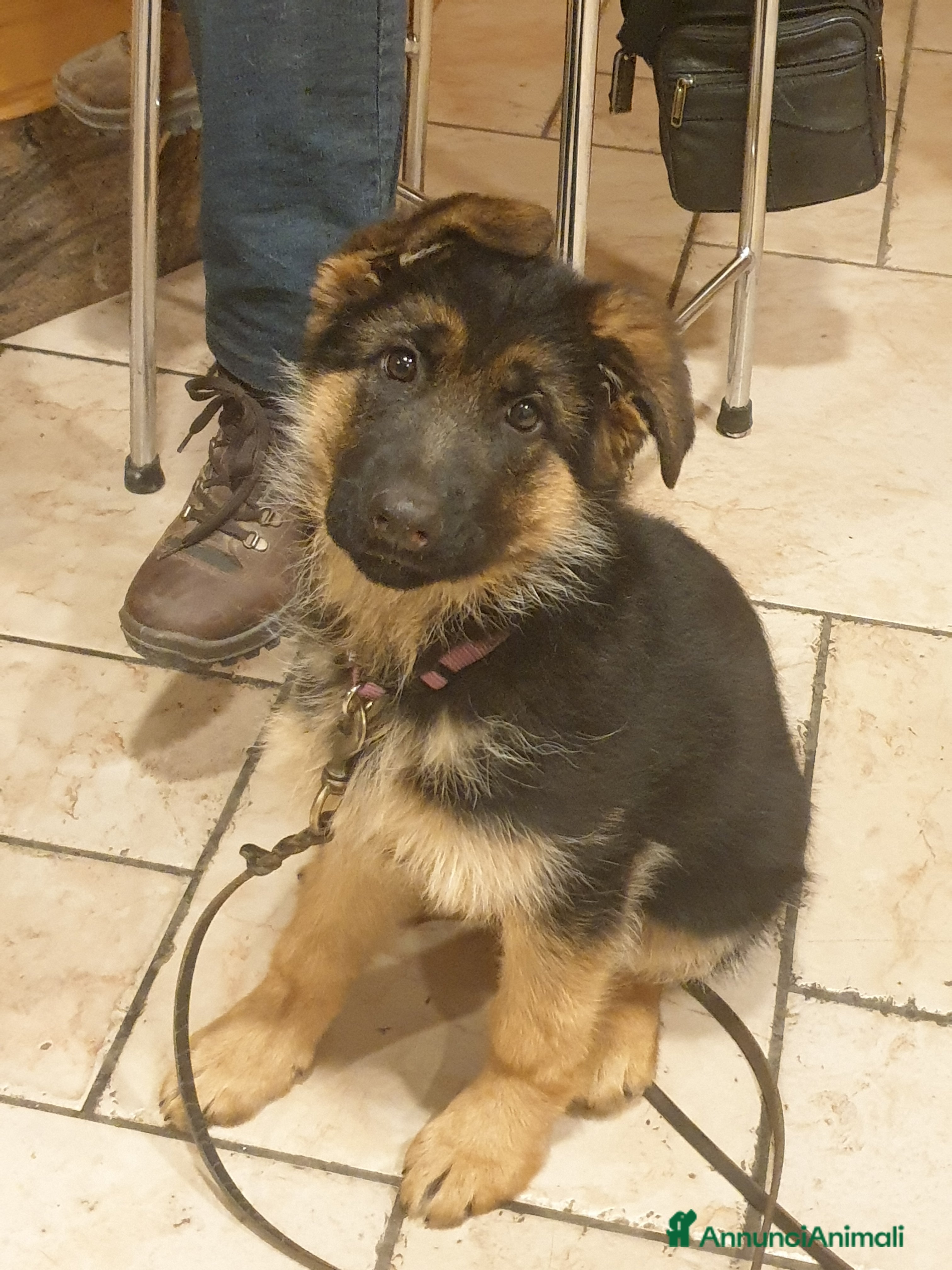 Pastore Tedesco cani ULTIMA CUCCIOLA DI PASTORE TEDESCO - Annuncio 2