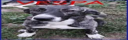 Meticcio cani in regalo: VESPA 6-7mesi meravigliosa cucciolona a Città metropolitana di Milano - Annuncio 5