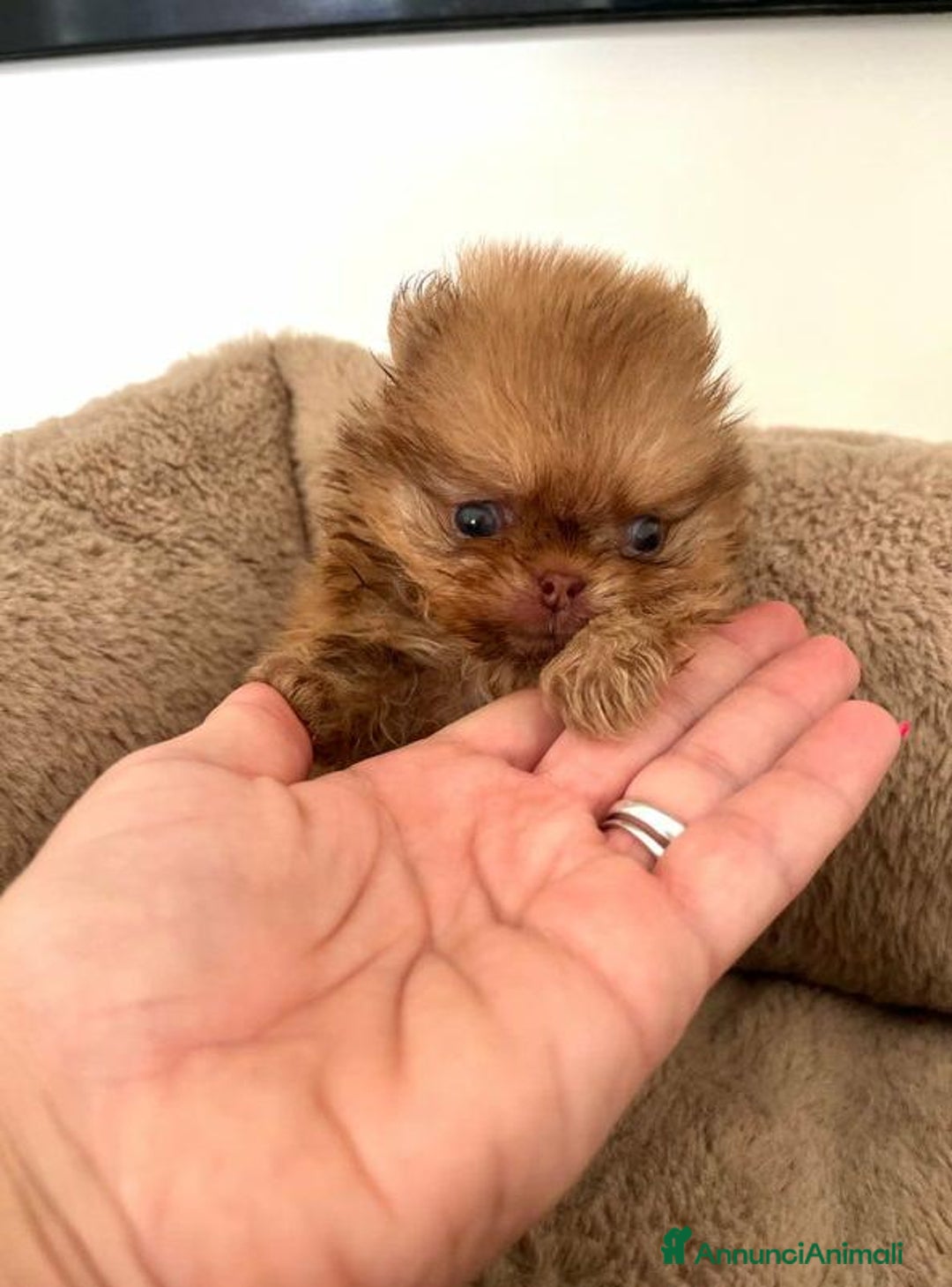 Volpino Pomerania cani in vendita: Cuccioli di Pomerania!  - Annuncio 17