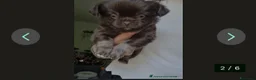 Chihuahua cani in vendita: Vendesi 2 cuccioli Chihuahua  - Annuncio 1