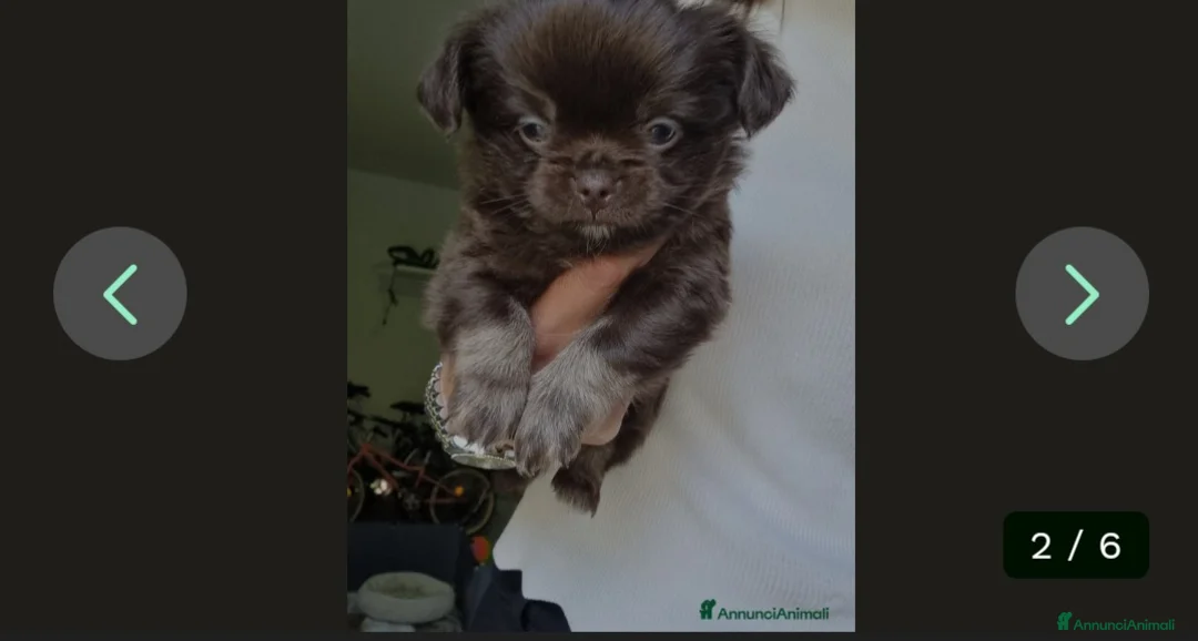 Chihuahua cani in vendita: Vendesi 2 cuccioli Chihuahua  - Annuncio 1