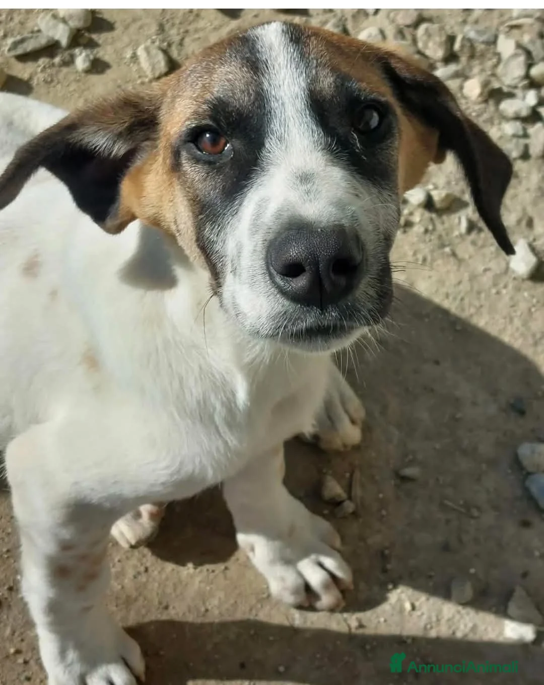 Meticcio cani in regalo: Micky cucciolo adorabile - Annuncio 1