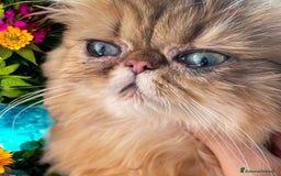 Persiano gatti in vendita: gatta persiana golden shaded di alta genealogia a Città Metropolitana di Bologna - Immagine 2