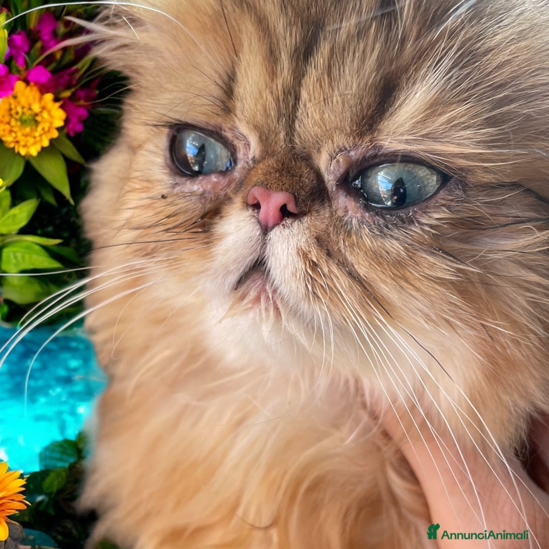 Persiano gatti in vendita: gatta persiana golden shaded di alta genealogia a Città Metropolitana di Bologna - Immagine 2