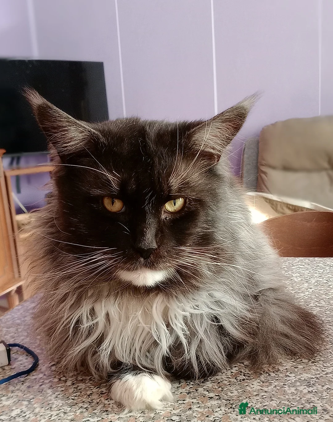 Maine Coon gatti in vendita: Maine coon cuccioli  - Annuncio 3