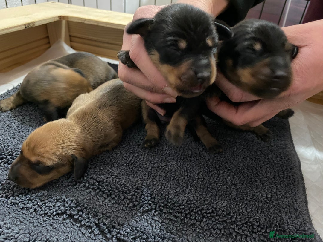 Bassotto cani in vendita: Bassotti - Annuncio 6