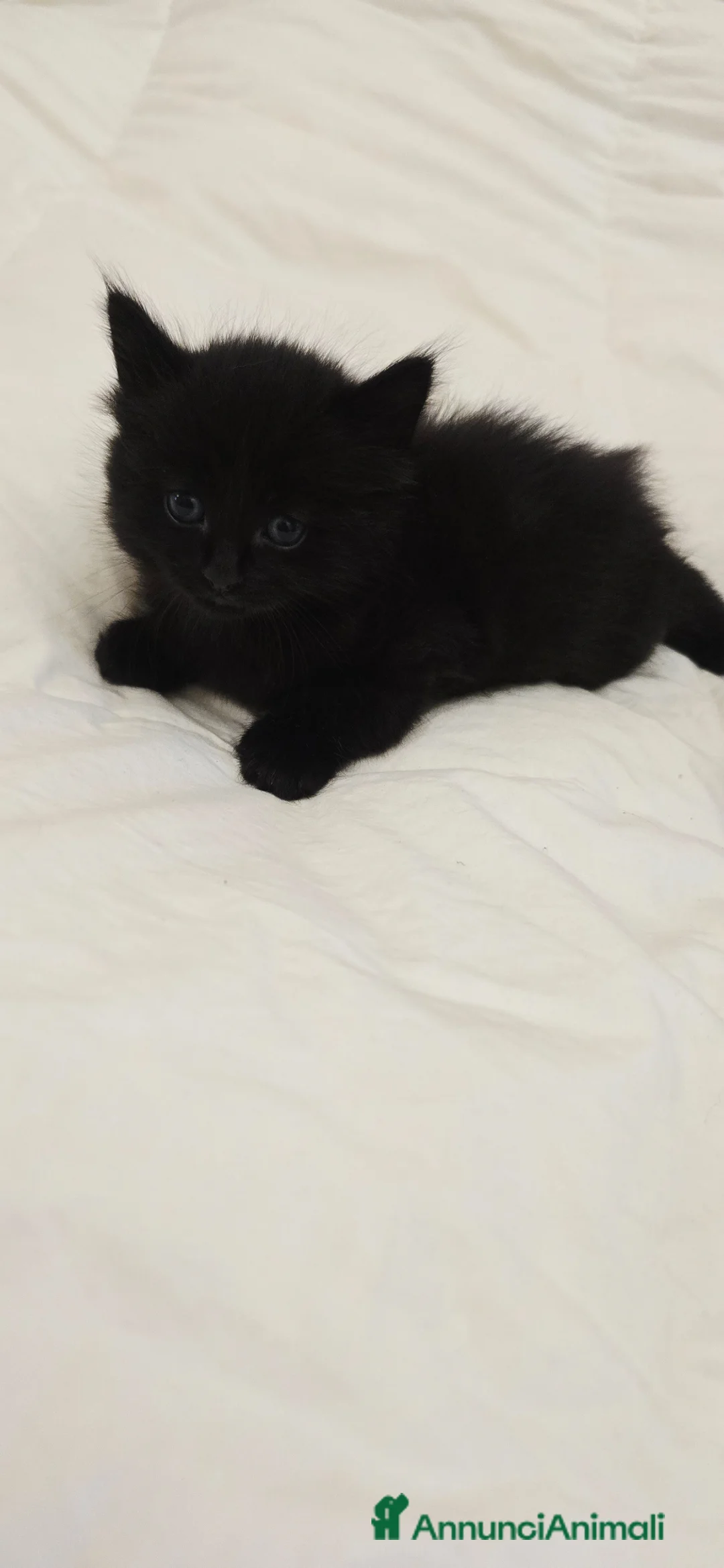 Altre razze gatti in vendita: Gattini a Provincia di Caserta - Annuncio 6