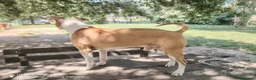 Pitbull cani per accoppiamento: Pitbull ADBA per monta a Città Metropolitana di Bologna - Annuncio 1