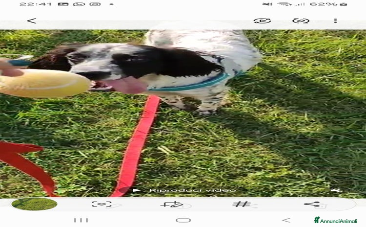 Setter Irlandese cani a Provincia di Latina - Annuncio 17