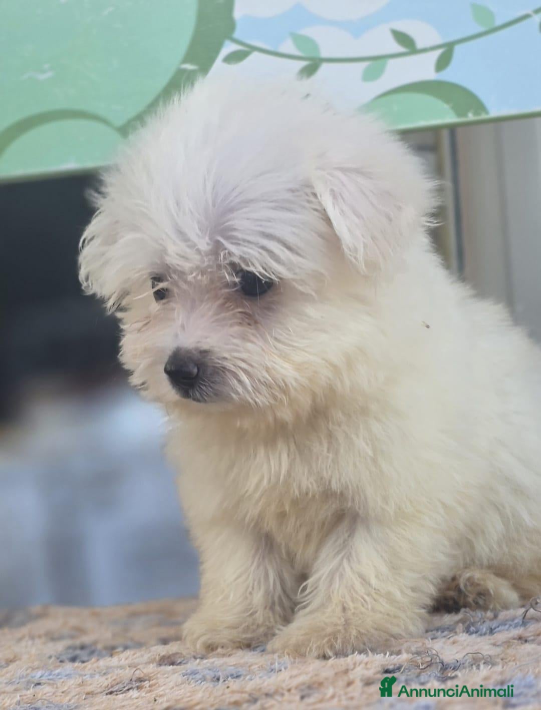 Maltese cani Maltese  - Annuncio 7