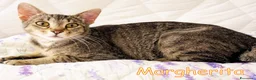 Europeo gatti in regalo: DOLCISIMA MICINA TIGRATA MARGHERITA a Città metropolitana di Roma Capitale - Annuncio 1