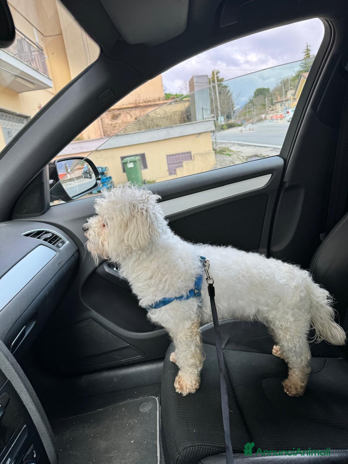 Maltese cani Cuccioli maltese - Annuncio 8