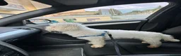 Maltese cani in vendita: Cuccioli maltese - Annuncio 1