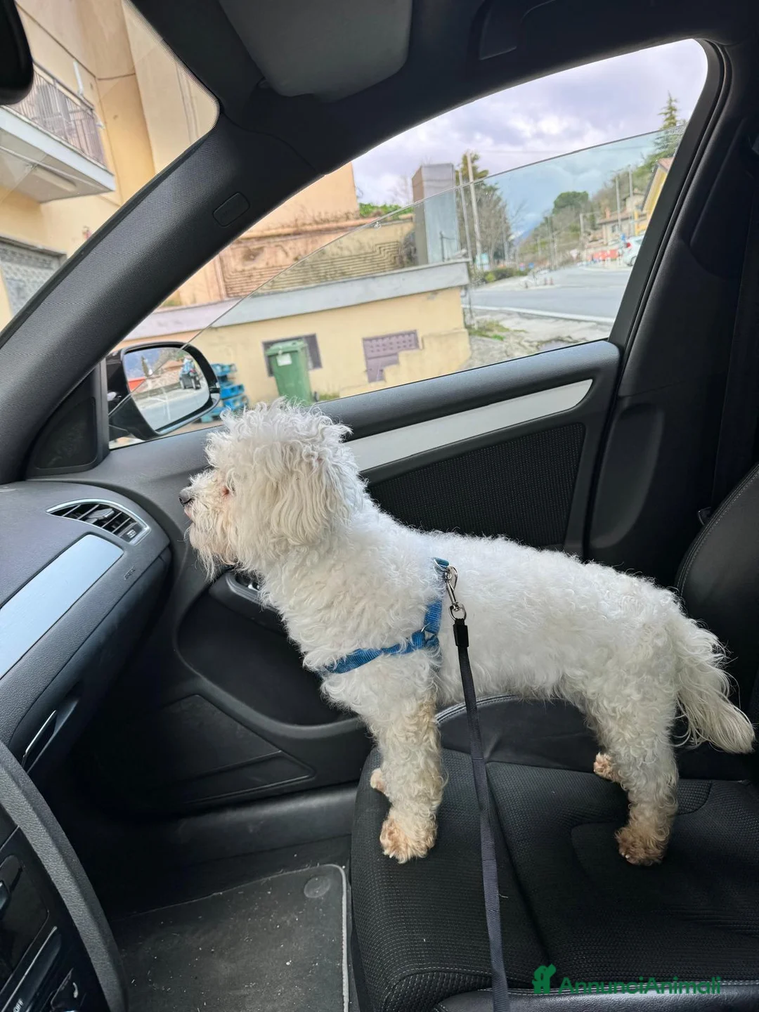 Maltese cani in vendita: Cuccioli maltese - Annuncio 1