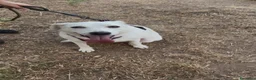 Meticcio cani in regalo: WILMA 🩷 non ha mai avuto una vera casa 🥺 a Provincia di Asti - Annuncio 3