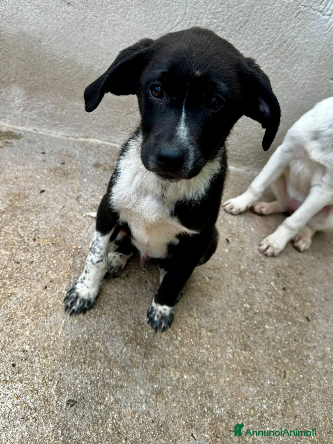 Meticcio cani in regalo: Oli e Bengy a Provincia di Alessandria - Annuncio 2