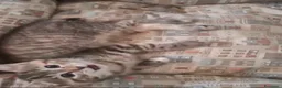 Meticcio gatti in regalo: GATTINI E GATTI MERAVIGLIOSI  a Provincia di Piacenza - Annuncio 8