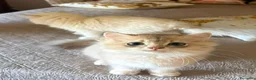 British gatti in vendita: Stupendi cuccioli di British  a Provincia di Perugia - Annuncio 6
