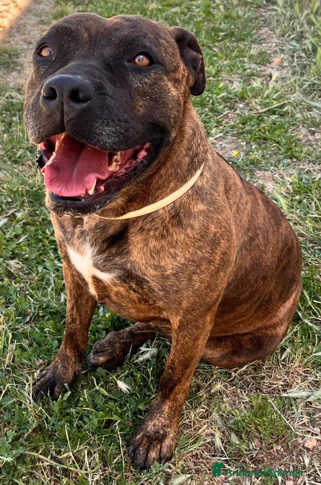 Meticcio cani in regalo: Luce fantastica molosso - Annuncio 1