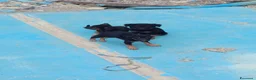 Meticcio cani in regalo: Bellissimi cagnolini - Annuncio 6