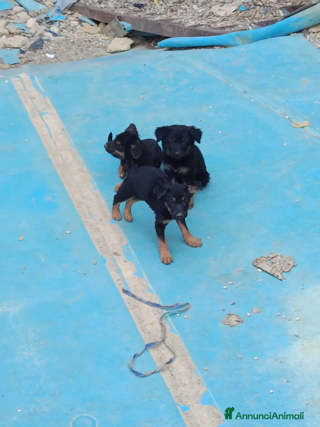 Meticcio cani in regalo: Bellissimi cagnolini - Annuncio 6