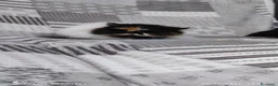 Persiano gatti in vendita: Persiano  a Città metropolitana di Milano - Annuncio 4
