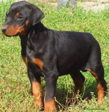 Dobermann cani Dobermann cuccioli - Annuncio 1