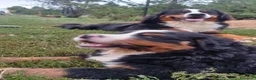 Bovaro del Bernese cani in vendita: Cucciolo maschio bovaro del bernese - Annuncio 4