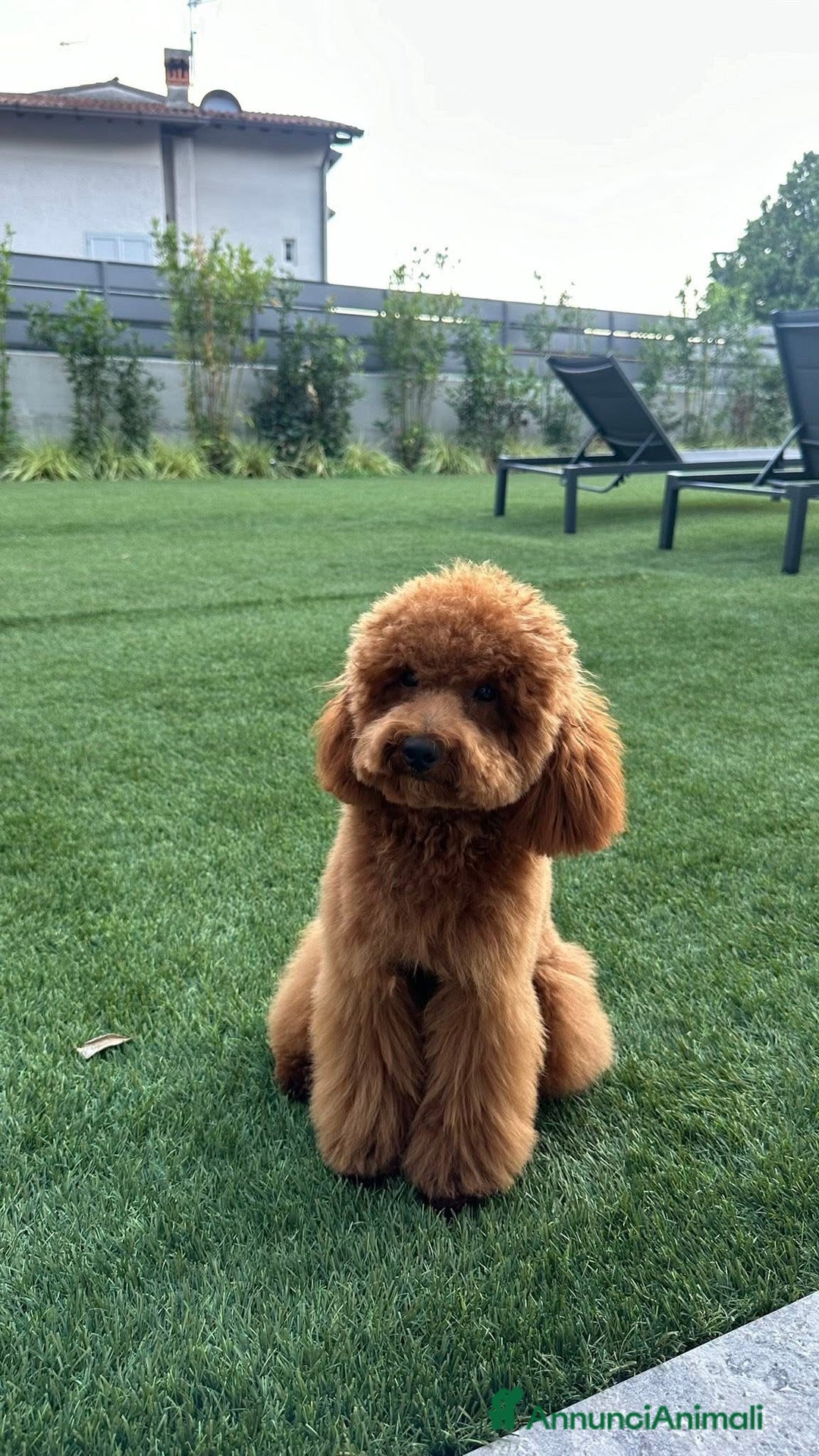 Barboncino cani per accoppiamento: DOLCE ETTORE CERCA FIDANZATA  - Annuncio 2