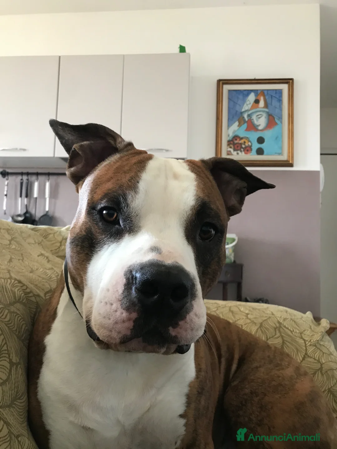 American Staffordshire cani per accoppiamento: Amstaff per monta con pedigree - Annuncio 4