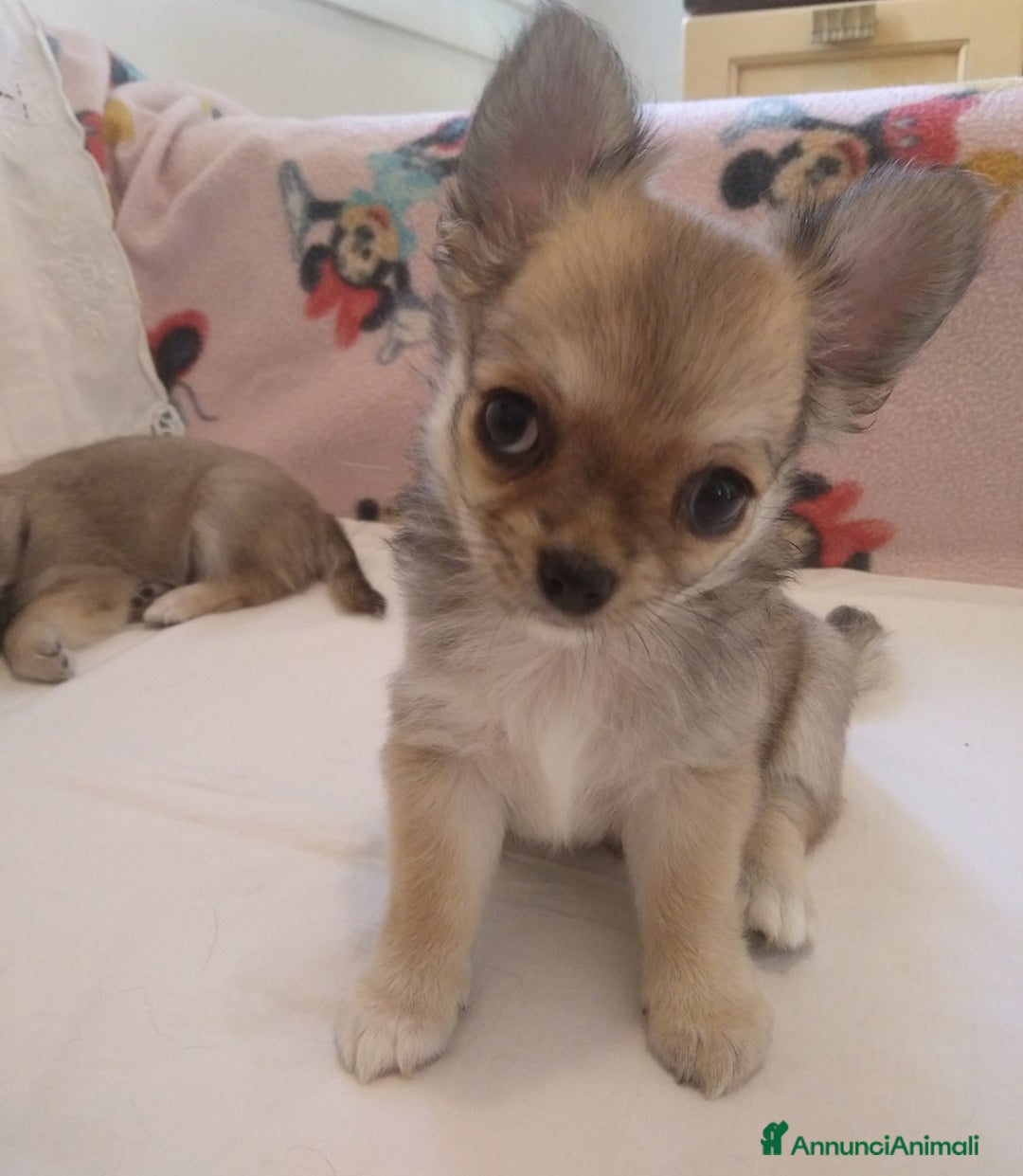 Chihuahua cani in vendita: Chihuahua Femmina a pelo lungo con Pedegree Enci  - Annuncio 6