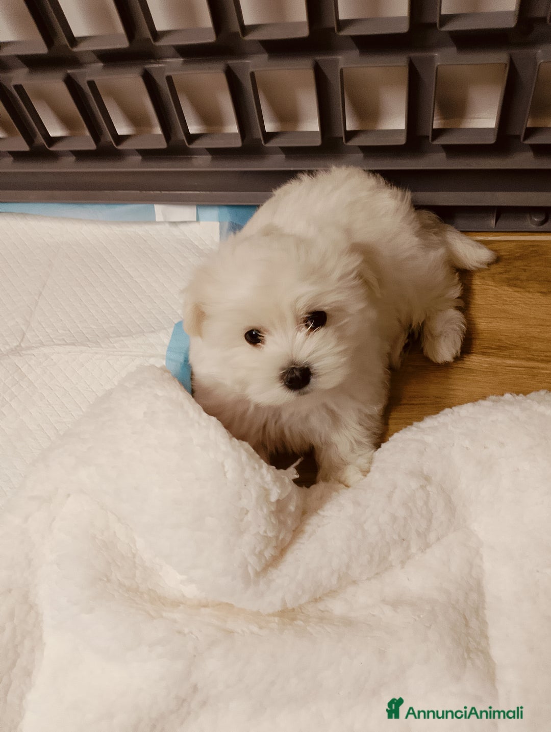 Maltese cani in vendita: Cucciolo maltese di appena 2 mesi sverminato  - Annuncio 2