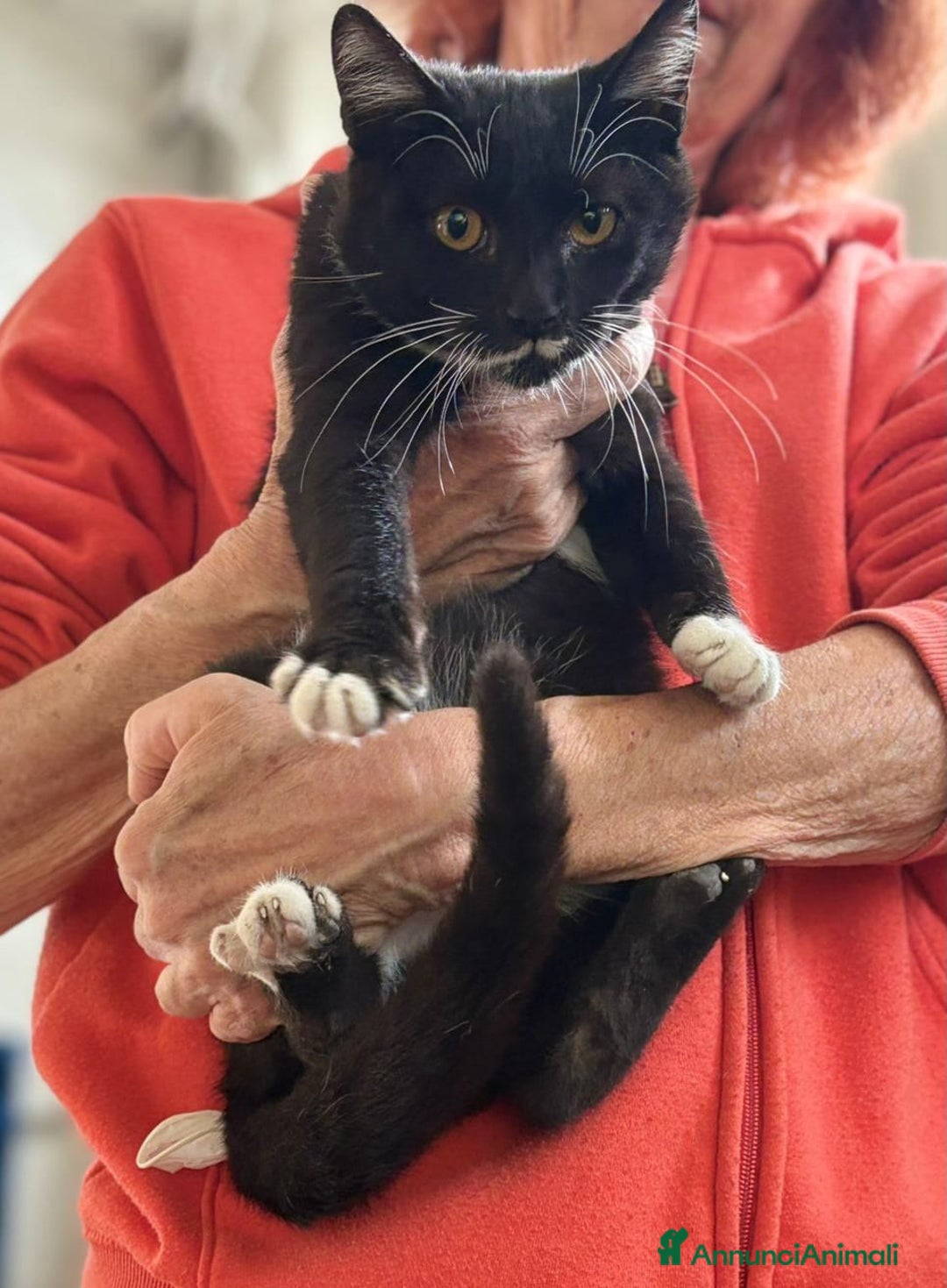 Europeo gatti in regalo: Due Gattini di 6 mesi - Annuncio 9