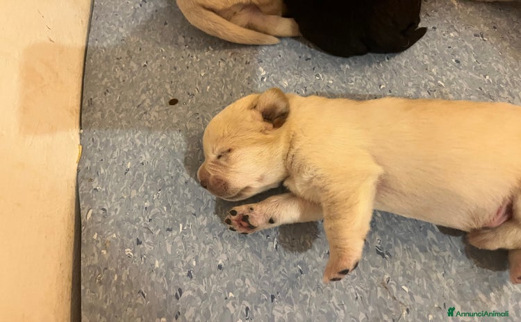 Labrador cani a Provincia di Bergamo - Annuncio 3