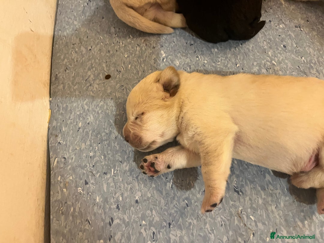 Labrador cani in vendita: Cuccioli Labrador  a Provincia di Bergamo - Immagine 1