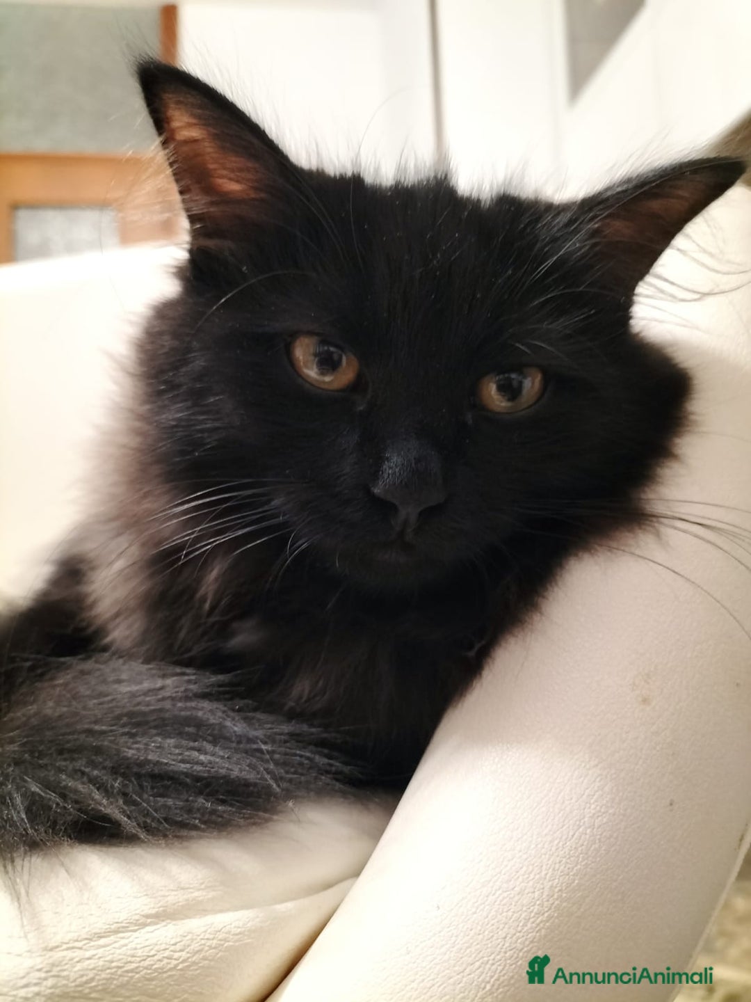 Siberiano gatti in vendita: Cuccioli gatto siberiano ipoallergenici  - Annuncio 8