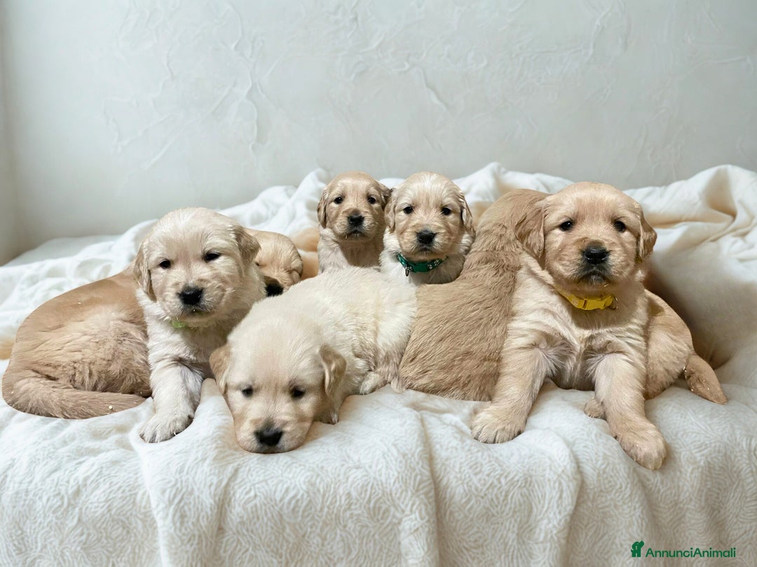 Golden Retriever cani in vendita: GOLDEN RETRIEVER-GENITORI CERTIFICATI SELEZIONATI  - Annuncio 6