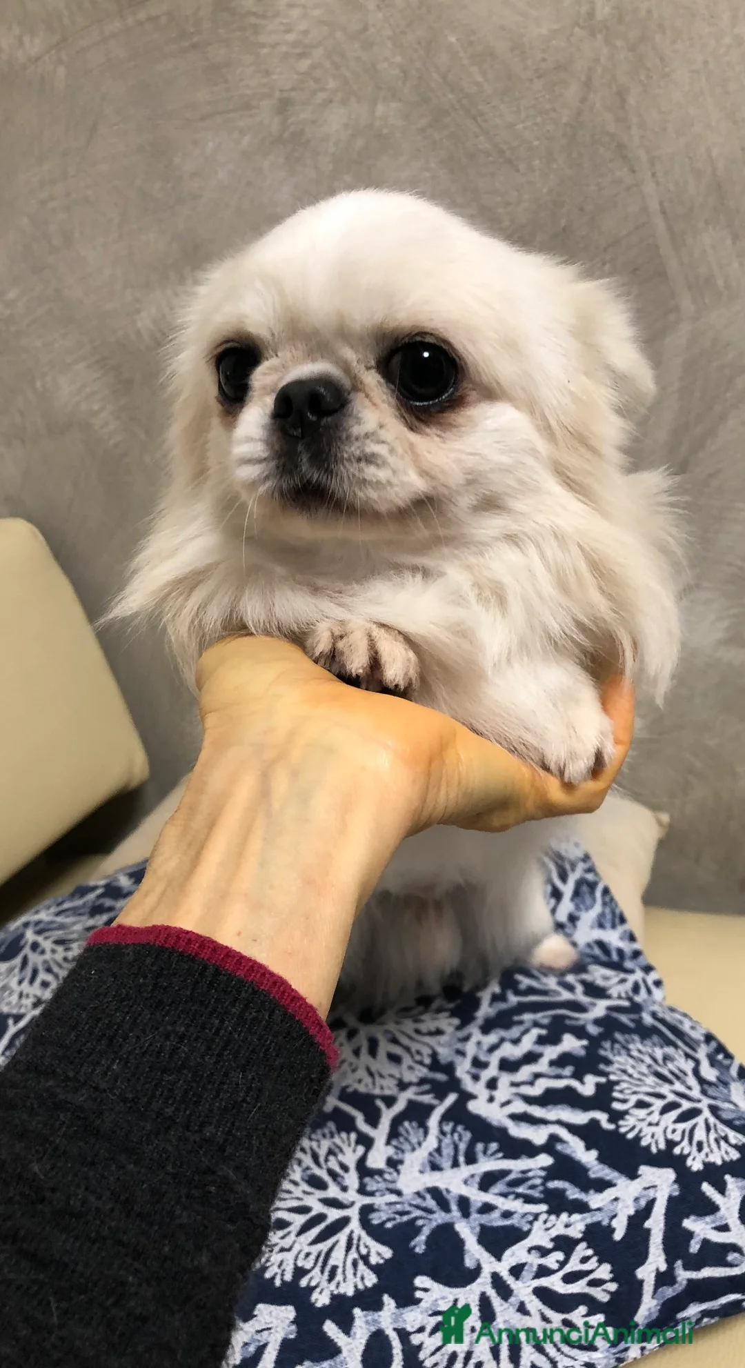 Chihuahua cani in vendita: Maschietto pelo lungo  - Annuncio 8