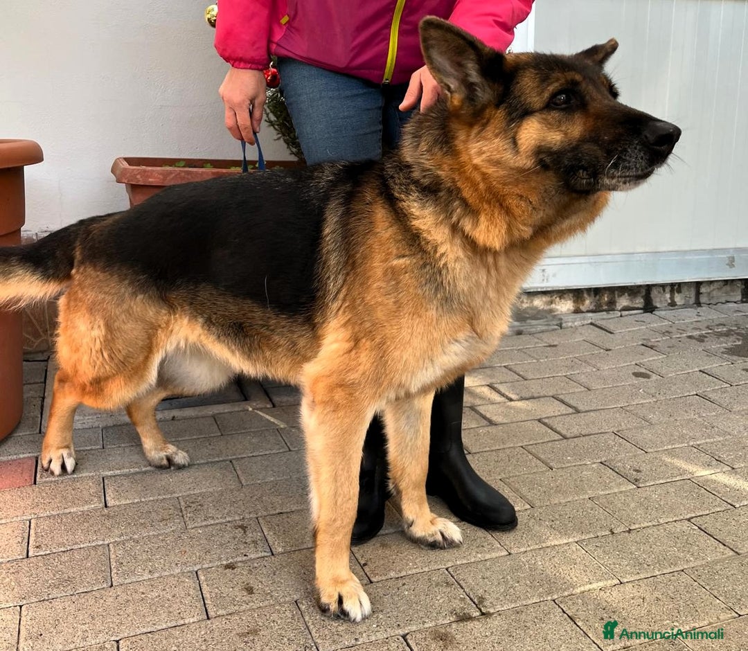 Pastore Tedesco cani in regalo: FEDERICA PASTORE TEDESCO - Annuncio 4